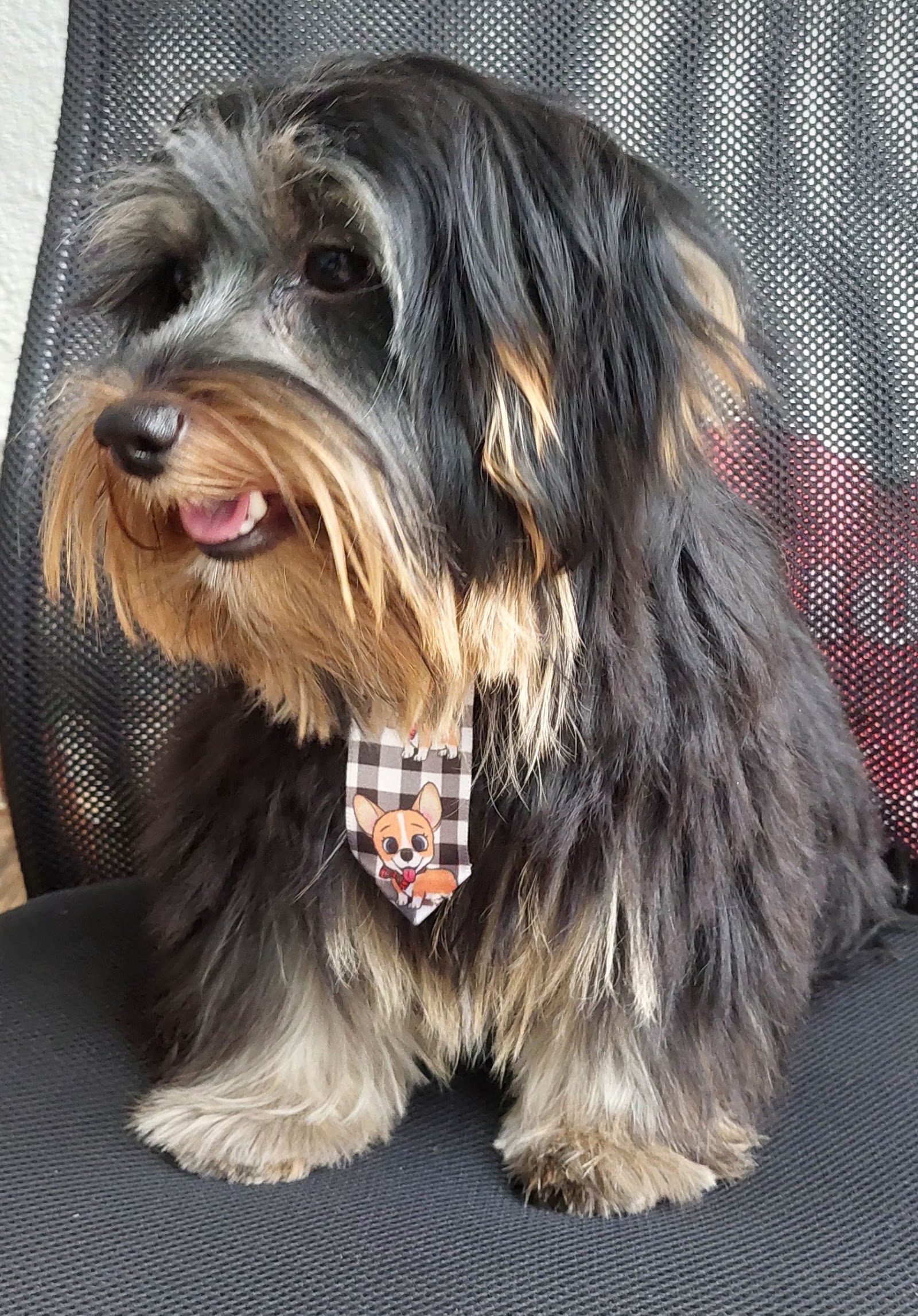 Cão tosado com gravata de enfeite depois do banho