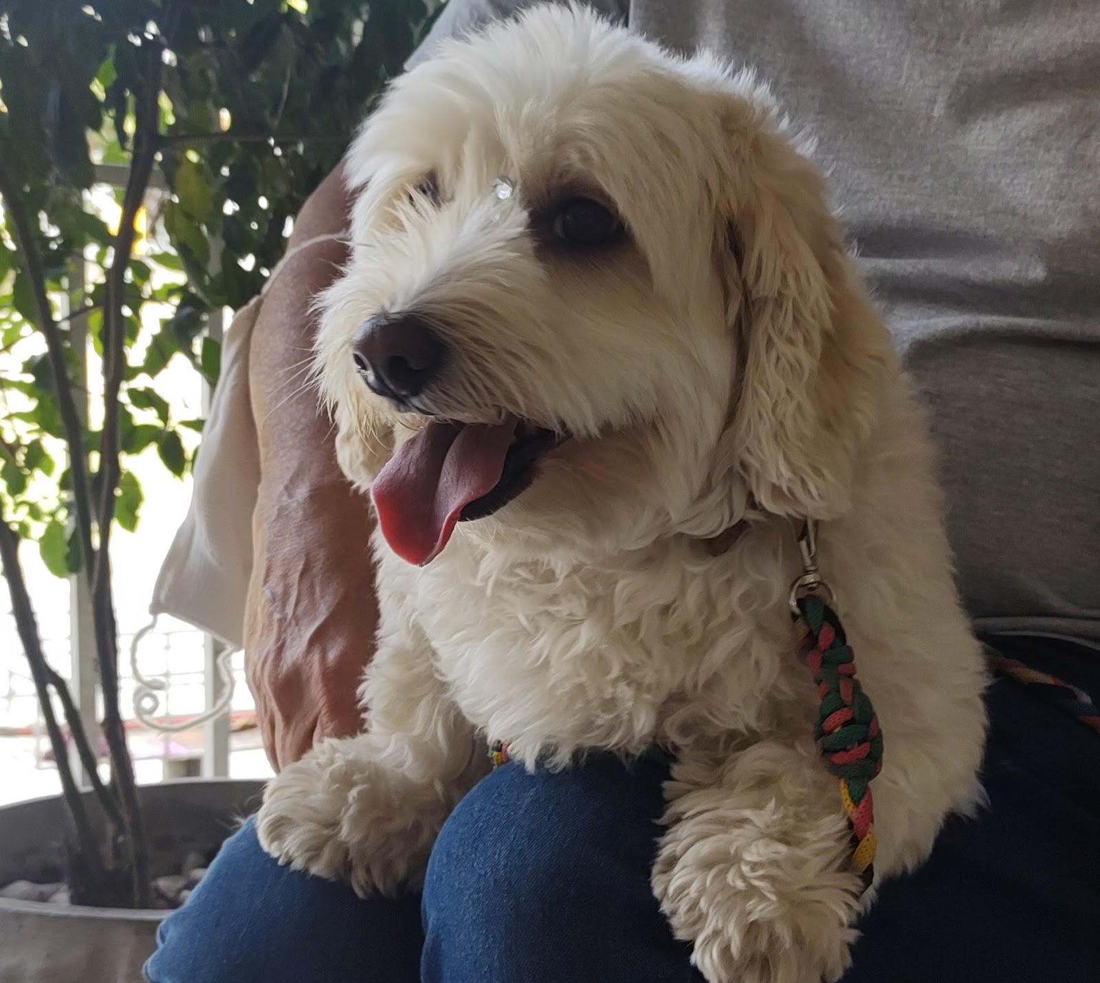 Cão branco recém-tosado no colo de um cliente, na loja